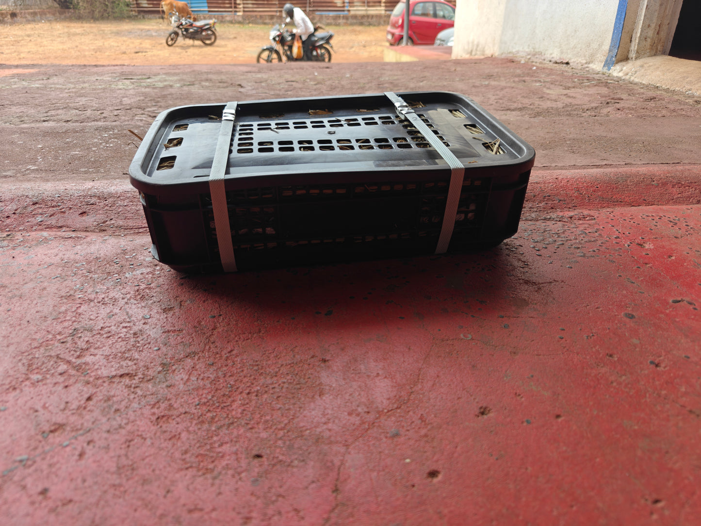 Devgad Hapus / Alphonso Mango