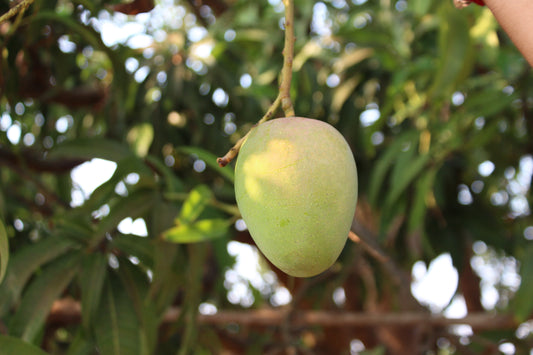 Devgad Hapus / Alphonso Mango