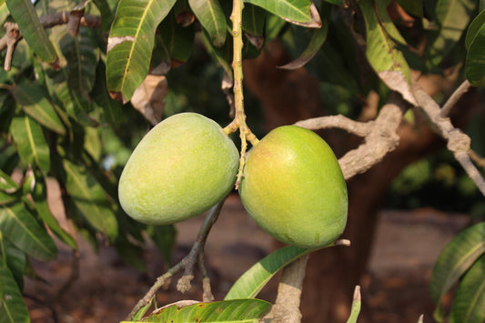 Ratnagiri Hapus / Alphonso Mango