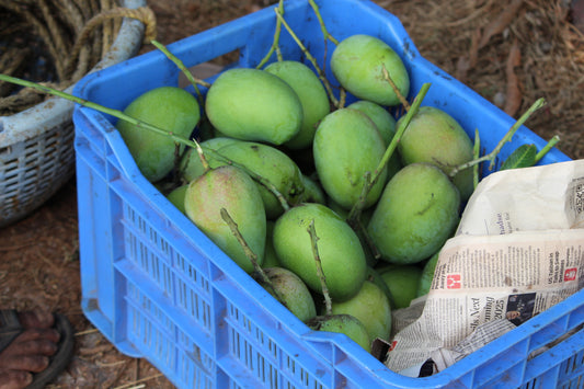 Devgad Hapus / Alphonso Mango