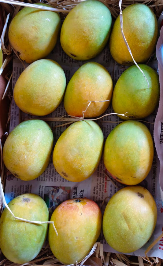 Ratnagiri Hapus / Alphonso Mango