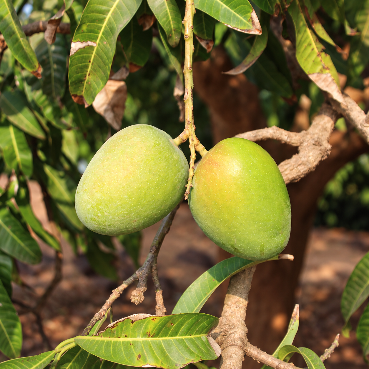 Farm Fresh Mangoes thumbnail 2
