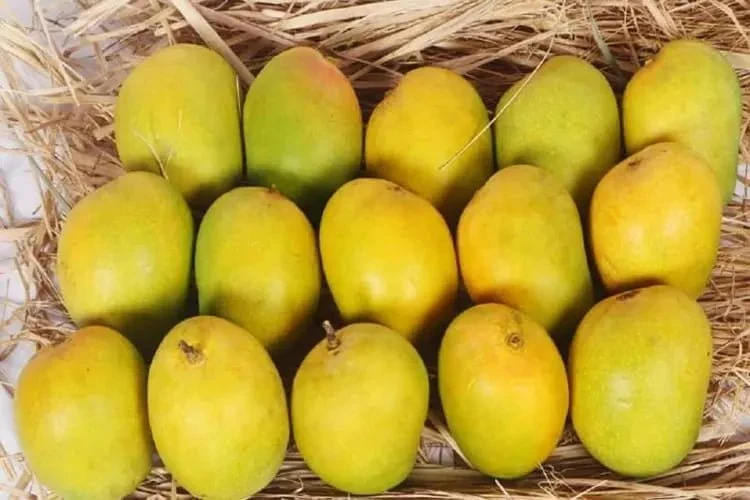 Devgad Hapus mangoes