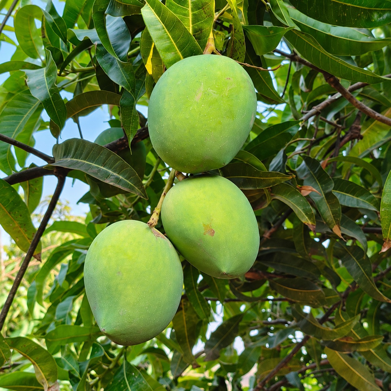 Payri mangoes
