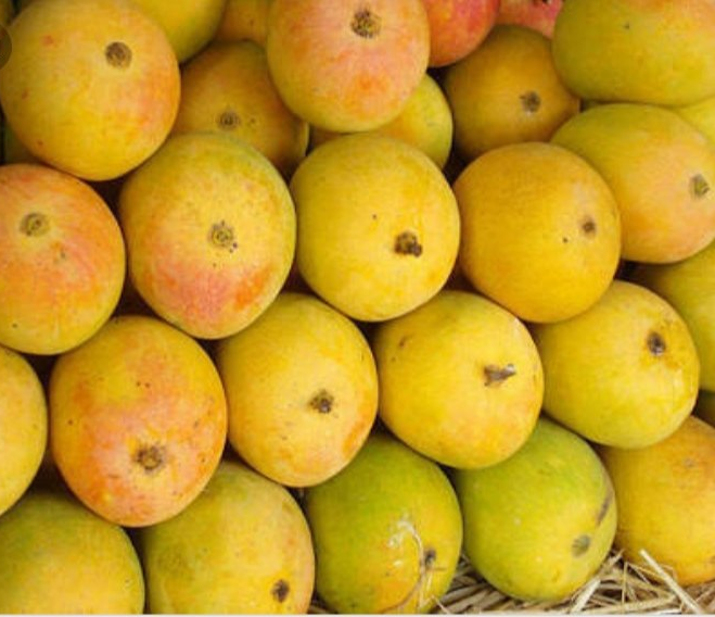 Ratnagiri Hapus mangoes
